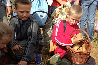 Kartoffelernte
